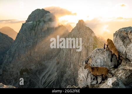Camosci, Rupicapra rupicapra, sul monte roccioso Jof di Montasio in Alpi Giulie, Friuli, Italia. La fauna selvatica scena in natura. Animale Foto Stock
