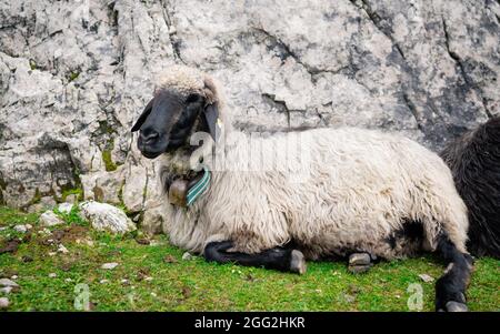 Ritratto carino di pecora animale fattoria. Allevamento di ovini sul pascolo di montagna, animali da fattoria nelle alpi Foto Stock