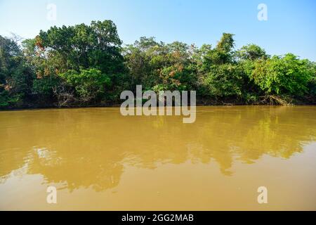 Foresta Pantanal, paesaggio del fiume Cuiabá, Mato grosso, Brasile. Foto Stock