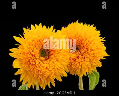 Coppia di girasole giallo arancio Orso di Teddy macro su sfondo nero, fiore fine art still life con texture dettagliata, foglia verde e gambo Foto Stock