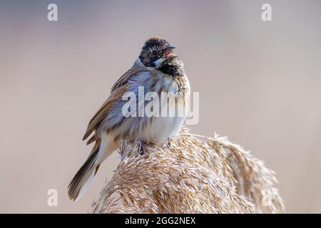 Un comune reed bunting Emberiza schoeniclus canta una canzone su un pennacchio di reed Phragmites australis. I canneti sventolare a causa di forti venti in primavera seaso Foto Stock