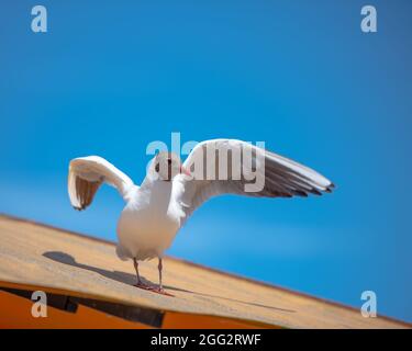 Gull con testa nera che allarga le sue ali per il decollo, con un maniero che indica qualcosa Foto Stock