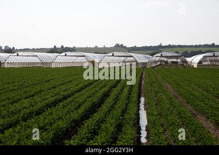 Coltivazioni da orticoltura intensiva con irrigazione vicino a South Middleton, vale of Evesham, Worcestershire, UK Foto Stock