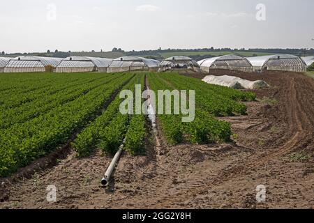 Coltivazioni da orticoltura intensiva con irrigazione vicino a South Middleton, vale of Evesham, Worcestershire, UK Foto Stock