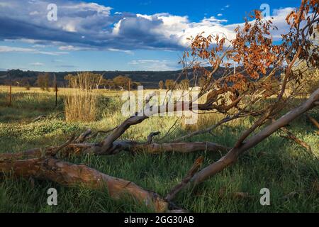 Bel pomeriggio tranquillo in campagna con erba lunga e cielo nuvoloso Foto Stock