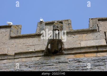 Gargoyle su San Nicola Episcopale medievale Chiesa torre medievale Littleton Medio costruito in pietra di lias blu risalente al 12 ° secolo, ristrutturato 13 ° secolo Foto Stock