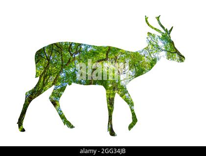 Il World Wildlife Day silhouette della foresta sotto forma di animali selvatici e concetto di conservazione della foresta Foto Stock