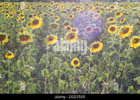 Campo di girasoli appassiti contro il sole del tramonto. Flare tra i fiori Foto Stock