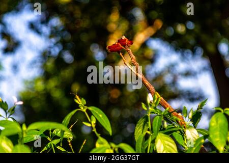 due libellule rosse arroccate su un ramo di albero Foto Stock