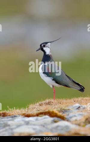 Un maschio adulto di Lapwing settentrionale (Vanellus vanellus) in crumage di allevamento su Uist settentrionale, Ebridi esterne, Scozia Foto Stock