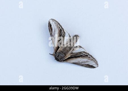 Deglutisca Moth prominente (Pheosia tremula) Foto Stock