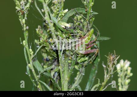 Green Lynx Spider, Peucetia viridans, nido di guardia femminile Foto Stock