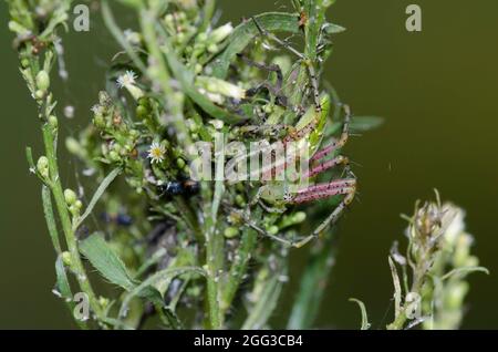 Green Lynx Spider, Peucetia viridans, nido di guardia femminile Foto Stock
