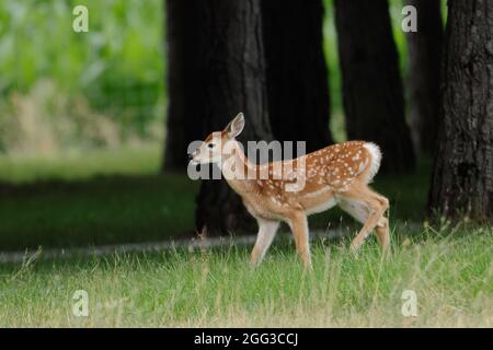 Un carino pegno passeggiate nel verde erba vicino al lago Newman, Washington. Foto Stock