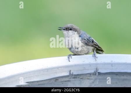 Un simpatico nuthatch pygmy è appollaiato al bagno di uccelli nell'Idaho settentrionale. Foto Stock