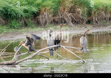 Grandi Cormorani arroccati sul ramo di un albero caduto a Hauser, Idaho. Foto Stock