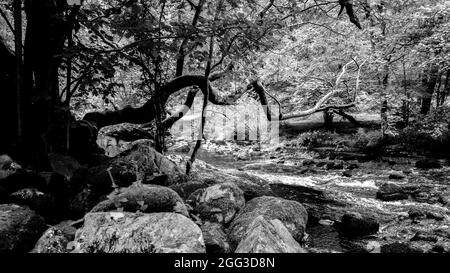 UNA SCENA BUIA E SPOOKY FOREST, CON UN ALBERO CHE SI ESTENDE FINO A RAGGIUNGERE ATTRAVERSO UN FIUME RUNNING IN BIANCO E NERO AL BIANCO MOSS TRAIL LAKE DISTRICT Foto Stock