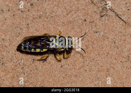 Sabbia Wasp, Bicyrtes sp. Foto Stock