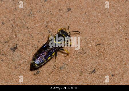 Sabbia Wasp, Bicyrtes sp. Foto Stock