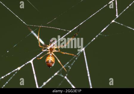 Dewdrop Spider, Argyrodes sp., maschio, kleptoparasite nel web di un nero e giallo, argiope Argiope aurantia Foto Stock