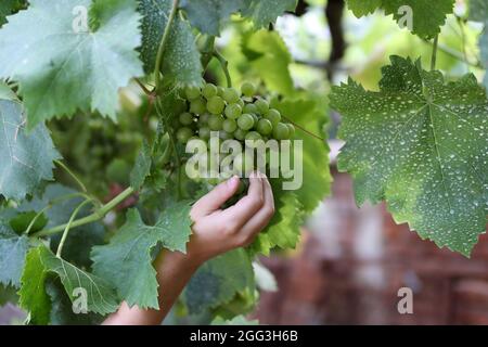 Una piccola mano del bambino raccoglie le uve verdi dalla vite dal frutteto. Primo piano, messa a fuoco selettiva e spazio di copia Foto Stock