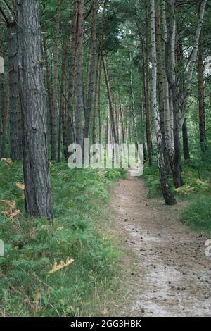 Stretto sentiero attraverso la foresta da Jastarnia a Jurata nel nord della Polonia sulla penisola di Hel. Pini, alberi di betulla e foresta di horsetail.Typical in Foto Stock