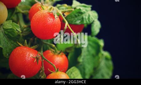 Pomodori ciliegini - verdure sane - cibo sano. Bei pomodori rossi freschi su un ramoscello. Foto Stock