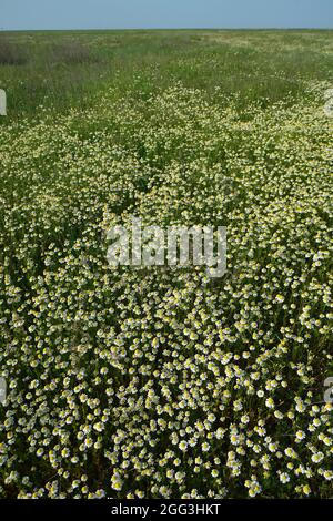 Camomilla, camomilla ungherese, camomilla selvatica, alghe profumate, echte Kamille, Camomille sauvage, Matricaria recutita, Ungheria, Magyarország, Europa Foto Stock