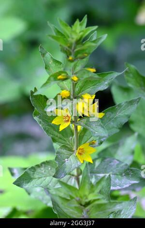 Losestrife gialle o losestrife da giardino, Gewöhnlicher Gilbweiderich, Lysimaria vulgaris, közönséges lizinka, Ungheria, Magyarország, Europa Foto Stock