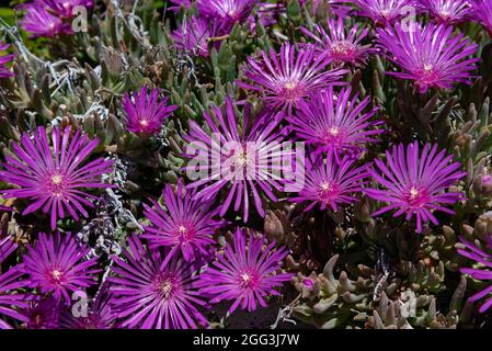 Mesembriantemo è una pianta succulenta amata per la sua splendida e ricca fioritura, è facile crescere sia in pentole che nei nostri giardini, in roccia e in costa Foto Stock