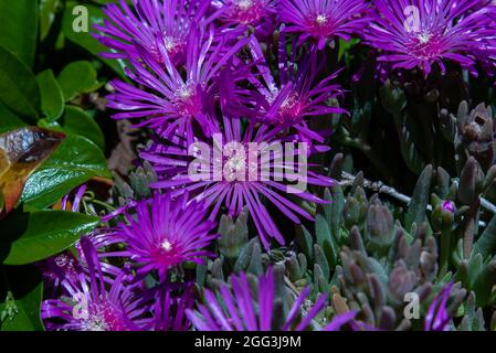 Mesembriantemo è una pianta succulenta amata per la sua splendida e ricca fioritura, è facile crescere sia in pentole che nei nostri giardini, in roccia e in costa Foto Stock