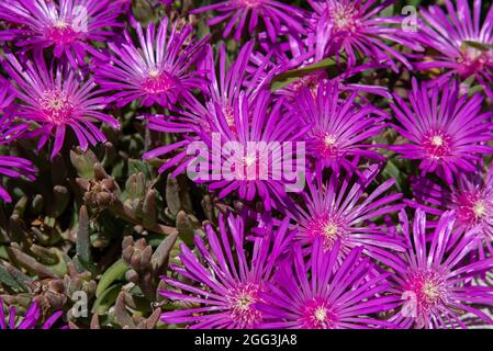 Mesembriantemo è una pianta succulenta amata per la sua splendida e ricca fioritura, è facile crescere sia in pentole che nei nostri giardini, in roccia e in costa Foto Stock