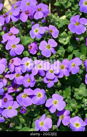 Aubretia, Blaukisse, Aubrieta x cultorum, pázsitviola, Ungheria, Magyarország, Europa Foto Stock