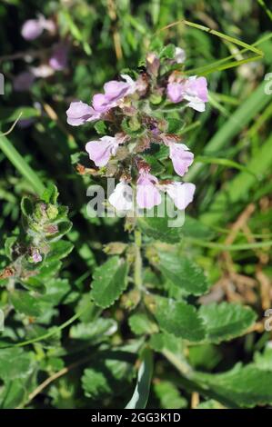 Wall germander, Edel-Gamander, Teucrium chamaedrys, sarlós gamandor, Europa Foto Stock