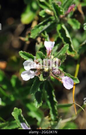 Wall germander, Edel-Gamander, Teucrium chamaedrys, sarlós gamandor, Europa Foto Stock