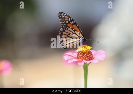 Farfalla monarca su zinnia rosa - fuoco selettivo con sfondo sfocato chiaro Foto Stock