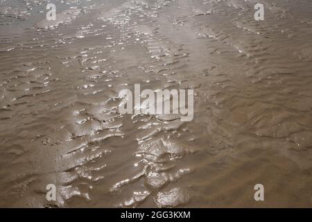 Si increspa nella sabbia dorata su una spiaggia subito dopo che la marea si è ritirata Foto Stock