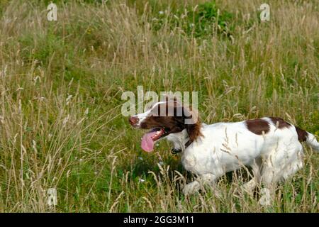 Un cane inglese Springer Spaniel che corre da solo in erba lunga. Foto Stock