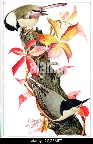 Questa illustrazione del 1917 mostra un chickadee e un nuthatch bianco-breasted. Il disegno è di Louis Agassiz Fuertes (1874-1927), ornitologo, illustratore e artista americano che ha stabilito i rigorosi e attuali standard per l'arte ornitologica e la rappresentazione naturalista. È considerato uno dei più prolifici artisti di uccelli americani, secondo solo al suo predecessore professionista John James Audubon. Foto Stock