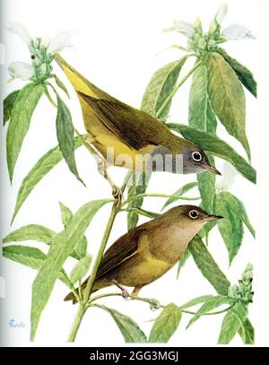 La didascalia del 1917 recita: Connecticut Warbler Oporornis agilis (Wilson). Un adulto è a sinistra e un immaturo a destra. L'arte è di Louis Agassiz Fuertes. Louis Agassiz Fuertes (1874-1927), un ornitologo, illustratore e artista americano che ha stabilito i rigorosi e attuali standard per l'arte ornitologica e la rappresentazione naturalistica. È considerato uno dei più prolifici artisti di uccelli americani, secondo solo al suo predecessore professionista John James Audubon. Foto Stock