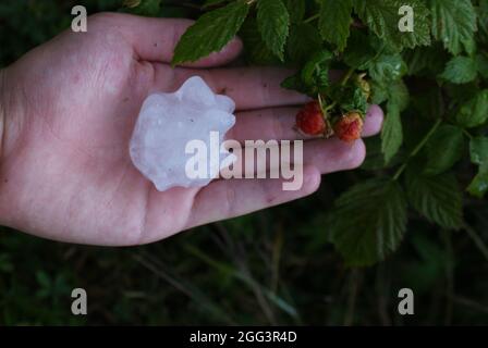 Mano del maschio che tiene una grandine dopo una tempesta di grandine con una pianta verde sullo sfondo Foto Stock