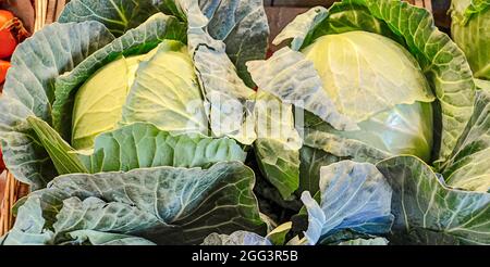 Due cabbages presso un'azienda agricola locale. Long Island, New York. Primo piano. Foto Stock