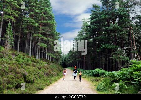 Passeggiate in famiglia nella Glenmore Forest, Scozia Foto Stock