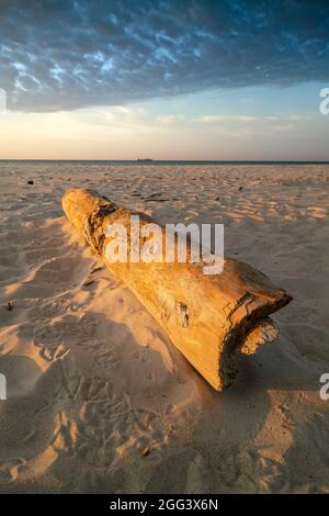 Primo piano verticale di tronco di legno che giace sulla spiaggia in un'ora d'oro, con il cielo drammatico e nave da carico sull'orizzonte distatnt. Inizio estate Foto Stock