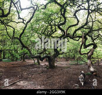 Foto di un albero magico e di un cane finlandese Lapphund in purezza Foto Stock