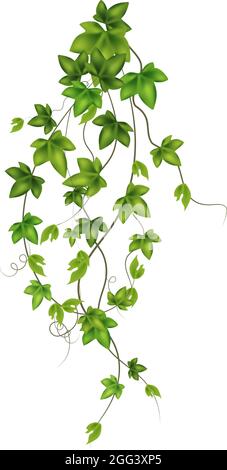 Insieme di vite di geen, liana o edera appeso dall'alto o salire il muro. Illustrazione Vettoriale