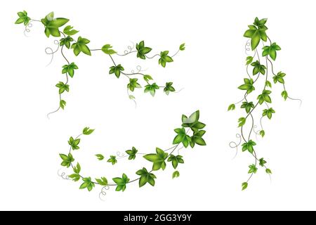 Insieme di vite verde, liana, o edera appeso dall'alto o salire il muro. Illustrazione Vettoriale