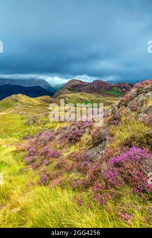 Paesaggio di montagna e di erica da Mynydd Sygyn montagna vicino Beddgelert, Snowdonia National Park, Galles, Regno Unito Foto Stock