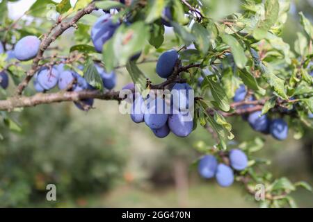 Prugne mature blu su un ramo di albero in un frutteto in una giornata estiva soleggiata. Primo piano, messa a fuoco selettiva e spazio di copia Foto Stock