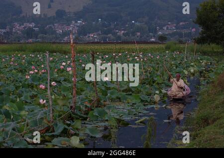 Srinagar, Kashmir controllato dall'India. 28 agosto 2021. Un uomo allena la sua barca vicino alla vegetazione del loto al lago dal a Srinagar, la capitale estiva del Kashmir indiano-controllato, il 28 agosto 2021. Credit: Javed Dar/Xinhua/Alamy Live News Foto Stock
